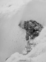 Snowboard | K2 Unisex SPECIAL EFFECTS SNOWBOARD 2024 22VBTN328 - Image 4